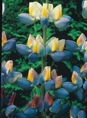 Picture of Lupin - Sunrise